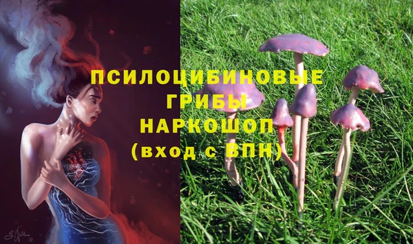 стаф Арсеньев